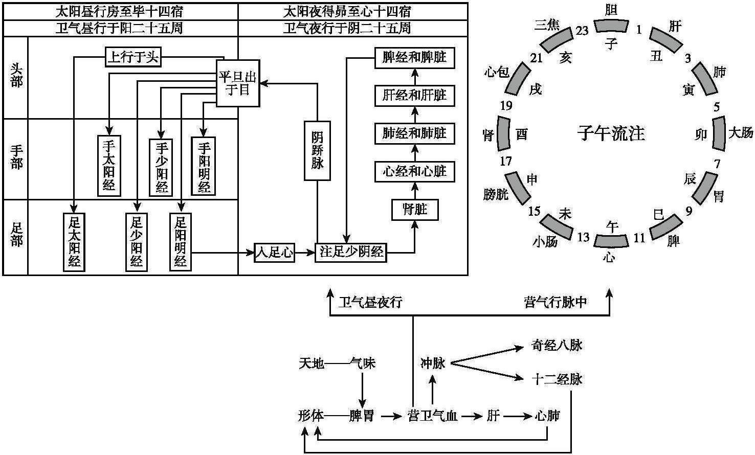 卫气循行路线图图片